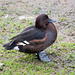 Resting duck (1)