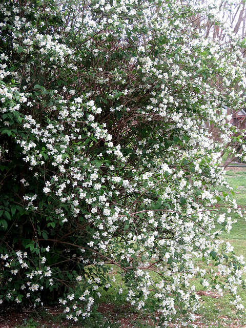 Mock Orange .. returns [just in case we missed them]