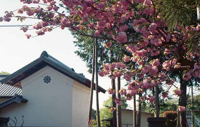 Cherry blossoms in the morning sun