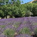 Lavender Plantation