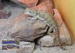 Hastings Aquarium  19 12 2022 Green Iguana