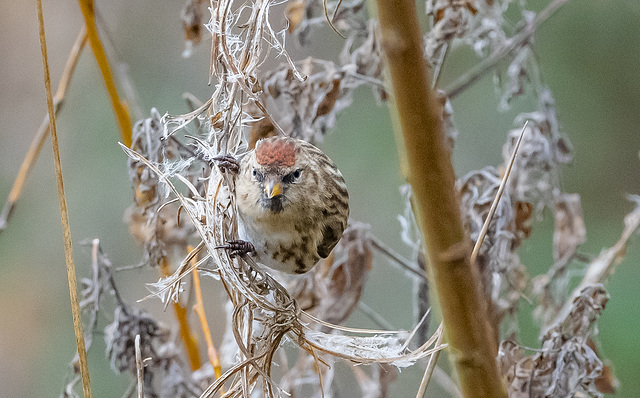 Redpoll