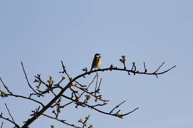 Kohlmeise auf einem Baum