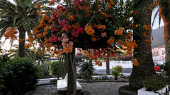 palma (5)