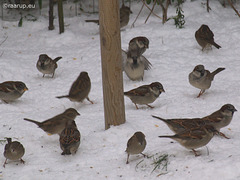 House sparrows feeding