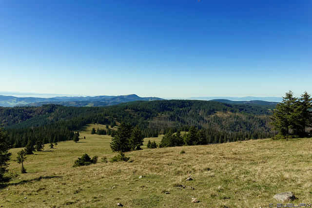 zwischen Feldberg und St. Wilhelmer Hütte (© Buelipix)