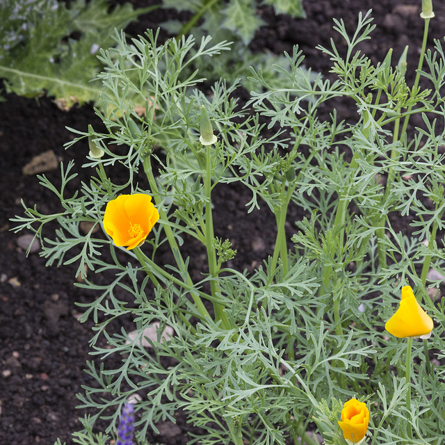 Beningbrough Hall - Californian poppies