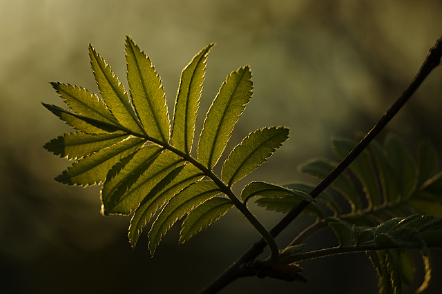 Sorbus