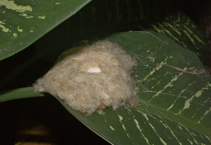 IMG_6950hummingbirdnest