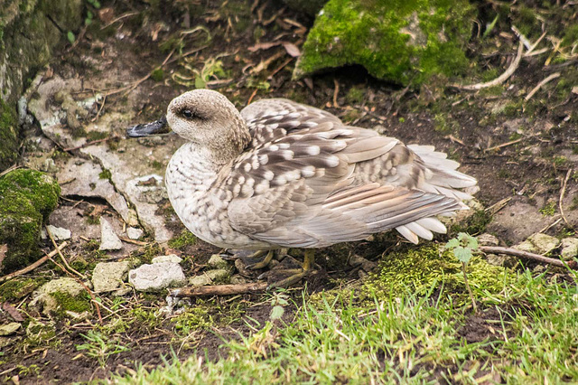 Resting duck