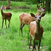 La petite famille, la biche, le daguet de 2 ans et celle d'un an.