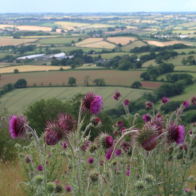 Devon fields