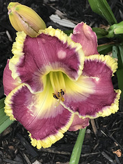 Our newest daylily