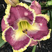 Our newest daylily