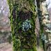 Lichen and Moss detail Longdendale Trail