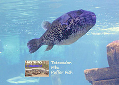Hastings Aquarium  19 12 2022 Tetraodon Mbu Puffer Fish