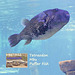 Hastings Aquarium  19 12 2022 Tetraodon Mbu Puffer Fish