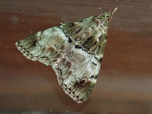 Green-coloured moth at Loongana