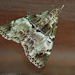 Green-coloured moth at Loongana