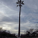 Oldest Palm Tree In Los Angeles (2677)