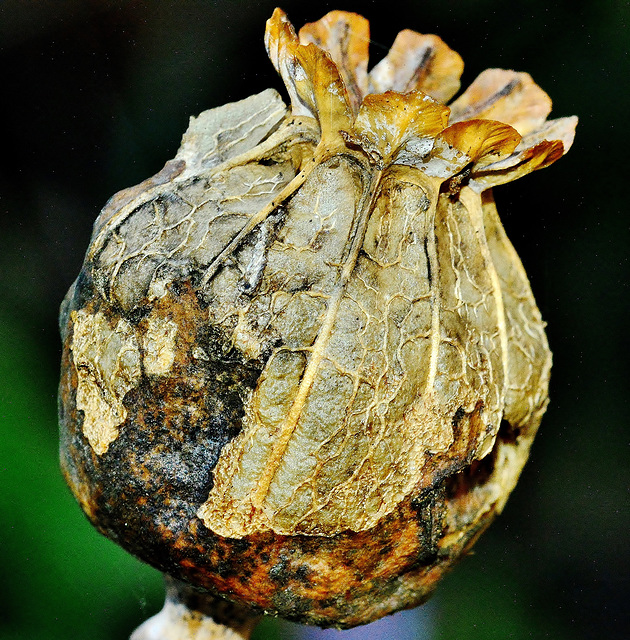 Poppy Seed Head