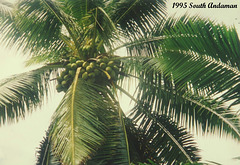 44 Coconuts