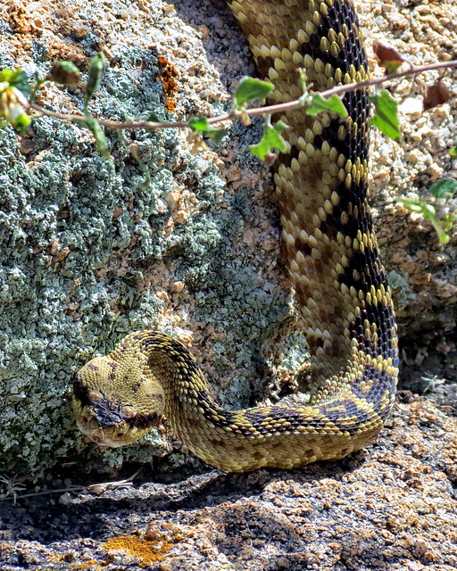 Black-tailed Rattlesnake