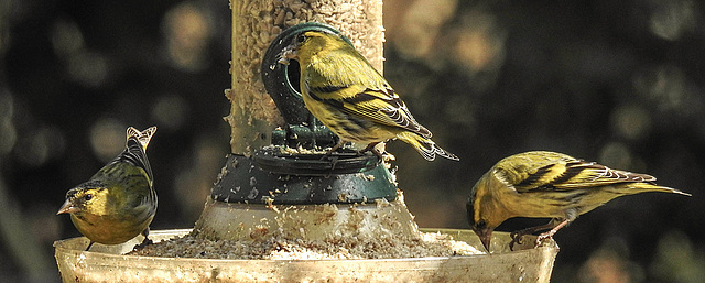 20180330 3249CPw [D~LIP] Erlenzeisig (Carduelis spinus), Bad Salzuflen