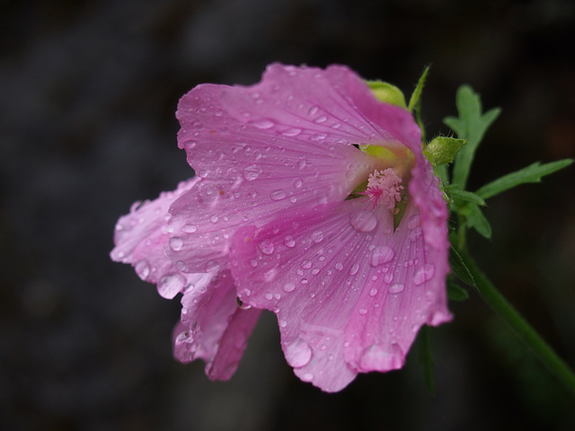 Nach einem Gewitter