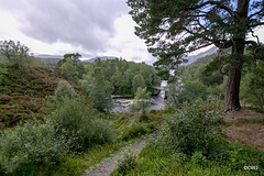 Glen Affric's Granny Pine