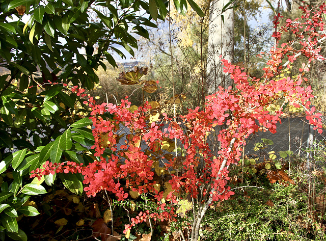 Insel Mainau