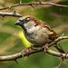 Sparrow. v4jpg