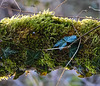 20210221 9939CPw [D~LIP] Moos, Efeu (Hedera helix), UWZ, Bad Salzuflen