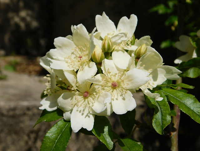 Fleurs blanches**************