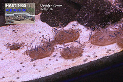 Hastings Aquarium  19 12 2022 Upside-down jellyfish