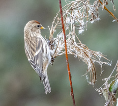 Redpoll