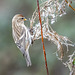 Redpoll