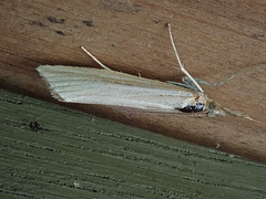 Pyralid moth at Loongana
