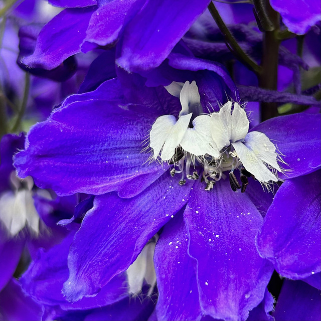 Beauty in violet.