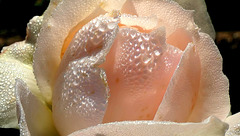 Habillée de perles...