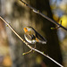 Rotkehlchen (Erithacus rubecula)