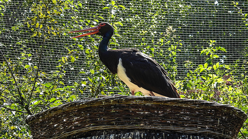 20190822 5504CPw [D~H] Schwarzstorch, Wisentgehege, Springe