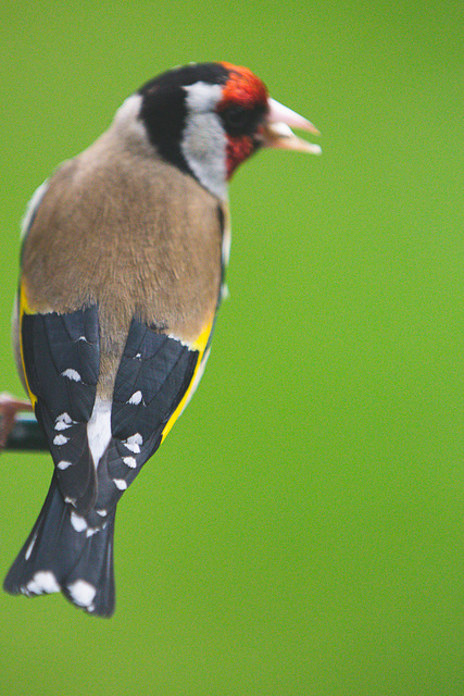 Goldfinch