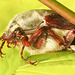 20220507 827CPw [D~LIP] Maikäfer (Melolontha melolontha), Bad Salzuflen
