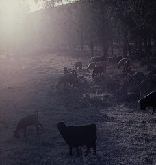 In the early morning mist. Israel  in1970