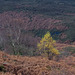 Birches below Wildboar Clough from trail