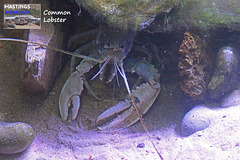 Hastings Aquarium 19 12 2022 Common Lobster