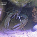 Hastings Aquarium 19 12 2022 Common Lobster