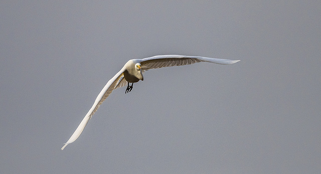 Great white egret