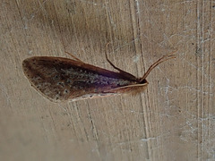 Swift Moth